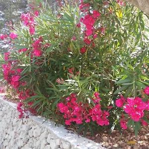 Cala Galdana Beach Appartement Cala Galdana (Menorca)